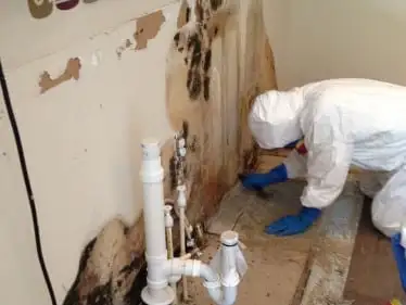 Mold Damage Cleanup Fort Myers FL